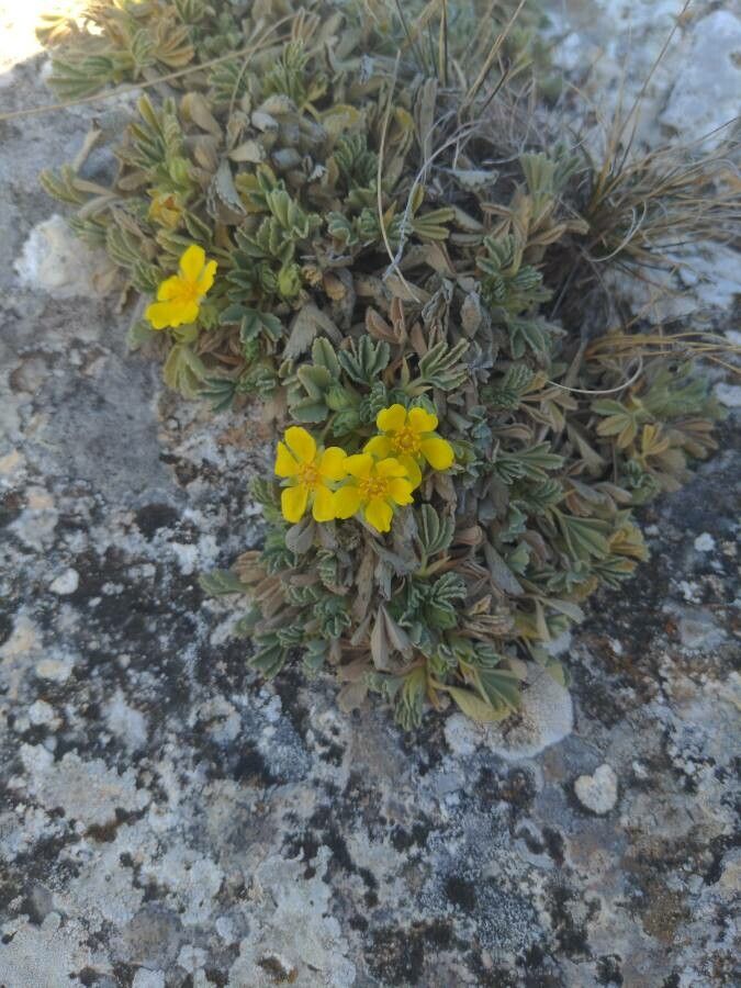 Potentilla concinna flower
