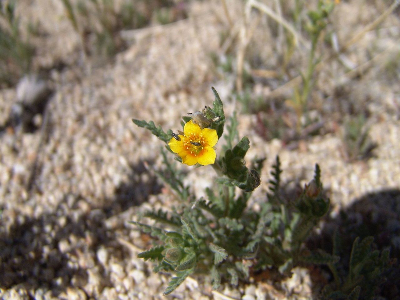 Mentzelia veatchiana — houseplant care guide