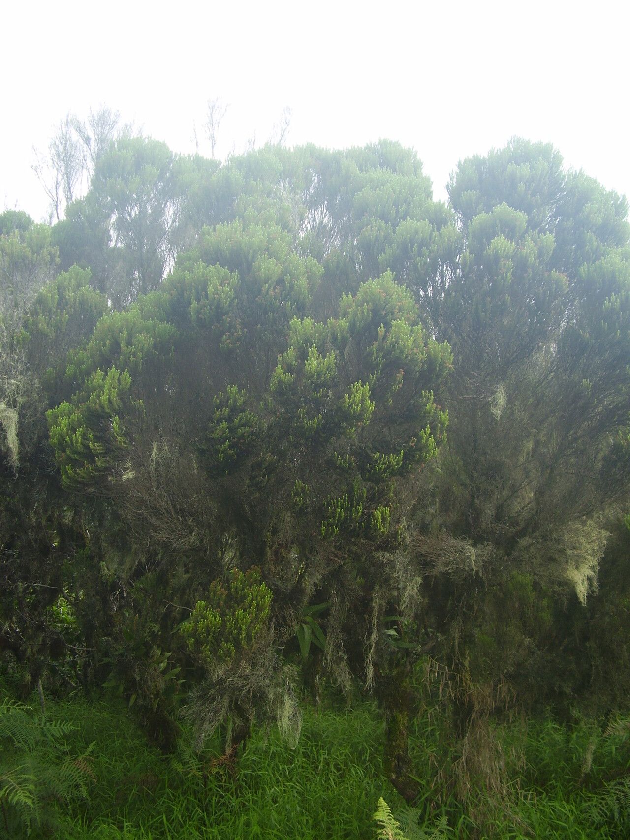 Erica thomensis habit