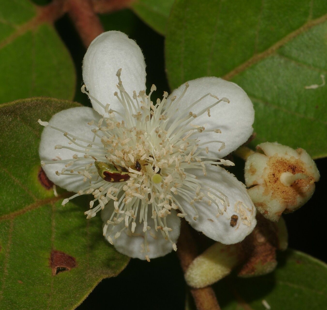 Psidium guyanense flower