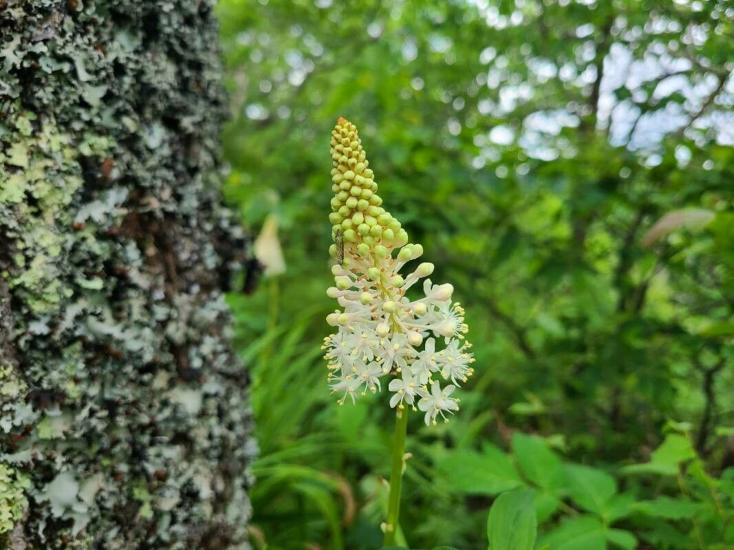 Amianthium muscitoxicum flower