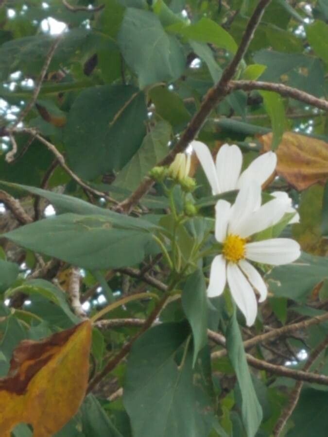 Montanoa guatemalensis flower