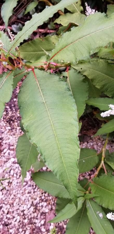 Persicaria wallichii leaf