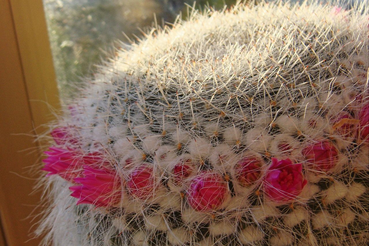 Mammillaria hahniana flower