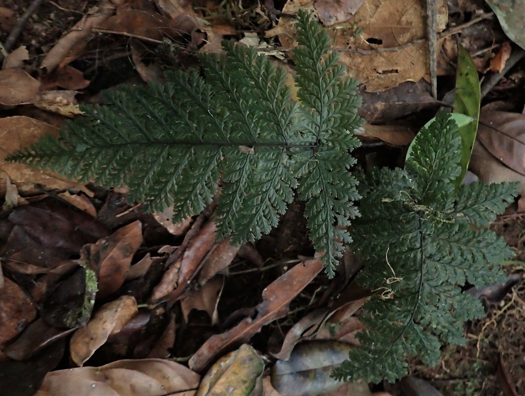 Abrodictyum rigidum leaf