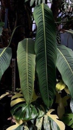 Philodendron heterocraspedon — houseplant care guide