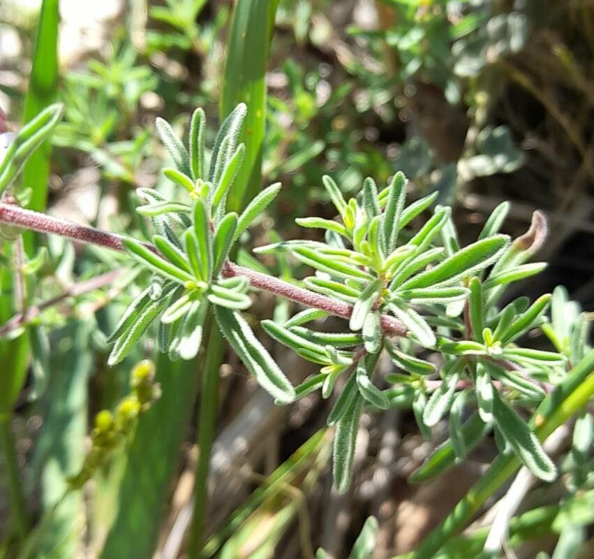 Stevia satureifolia — houseplant care guide