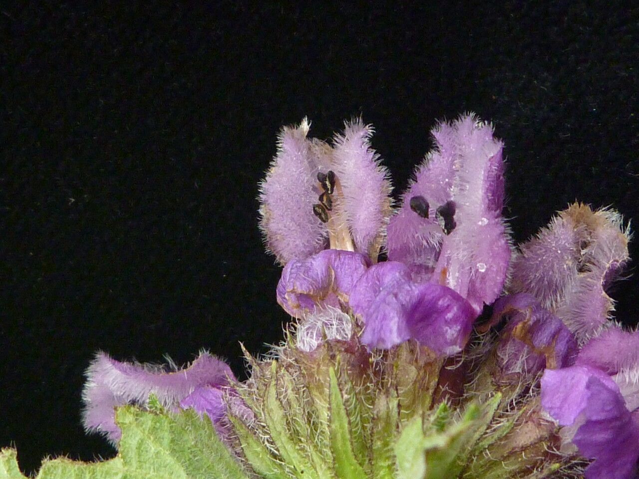 Phlomoides bracteosa habit