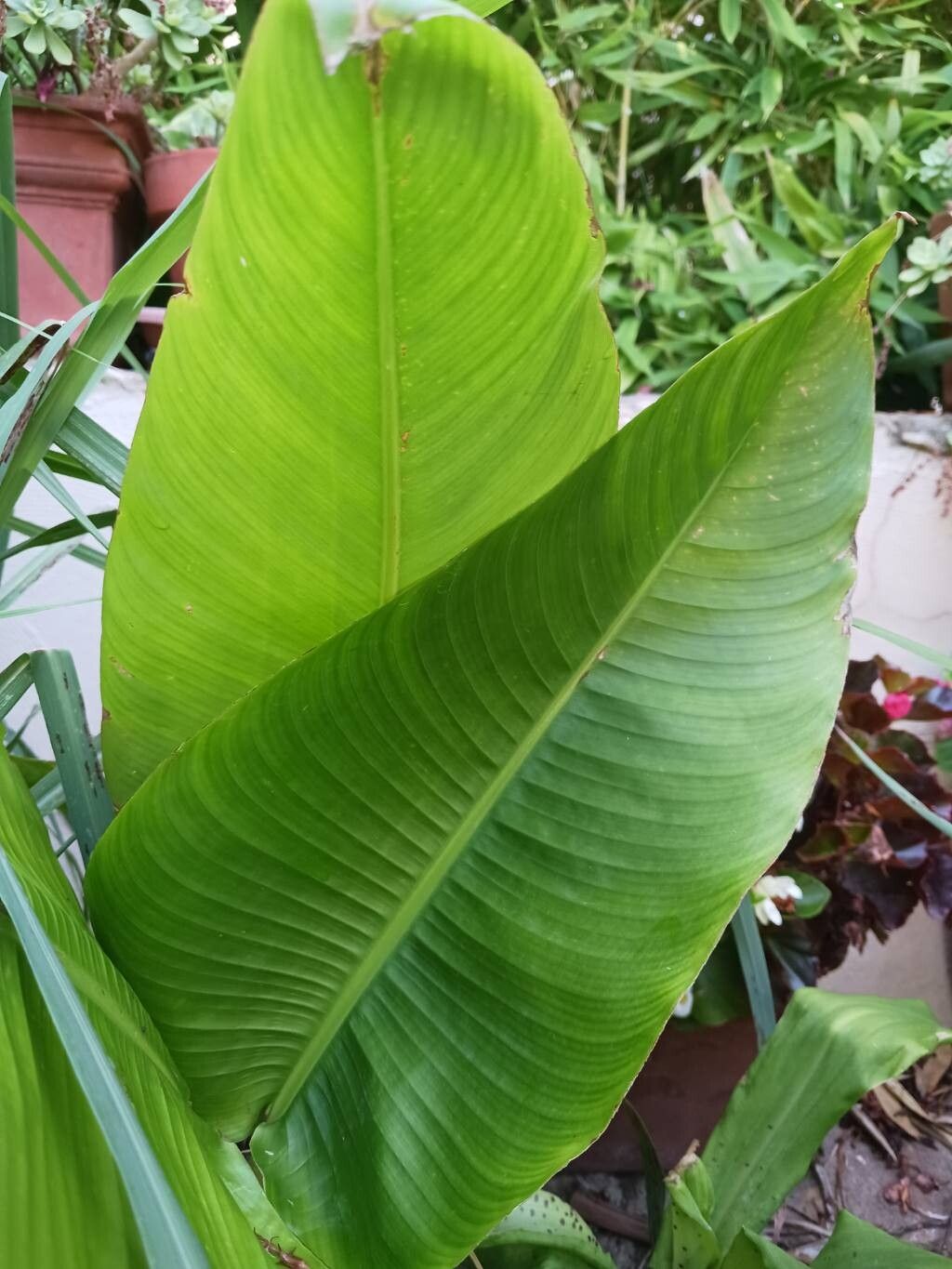 Heliconia schiedeana — search result for 'Heliconia'