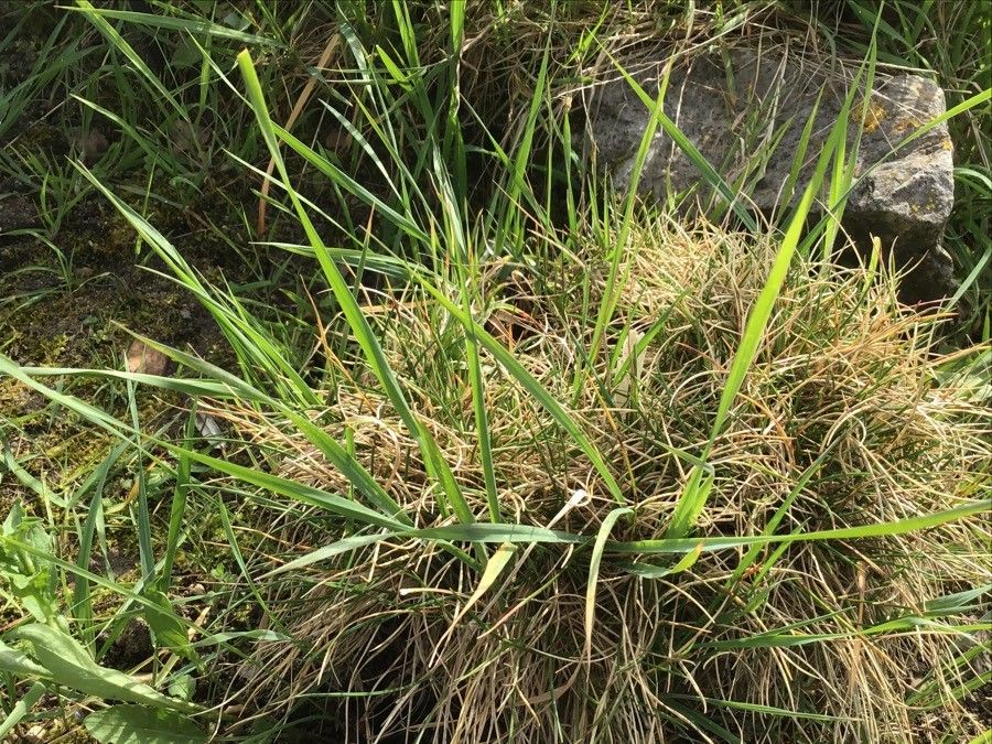 Luzula pediformis — houseplant care guide