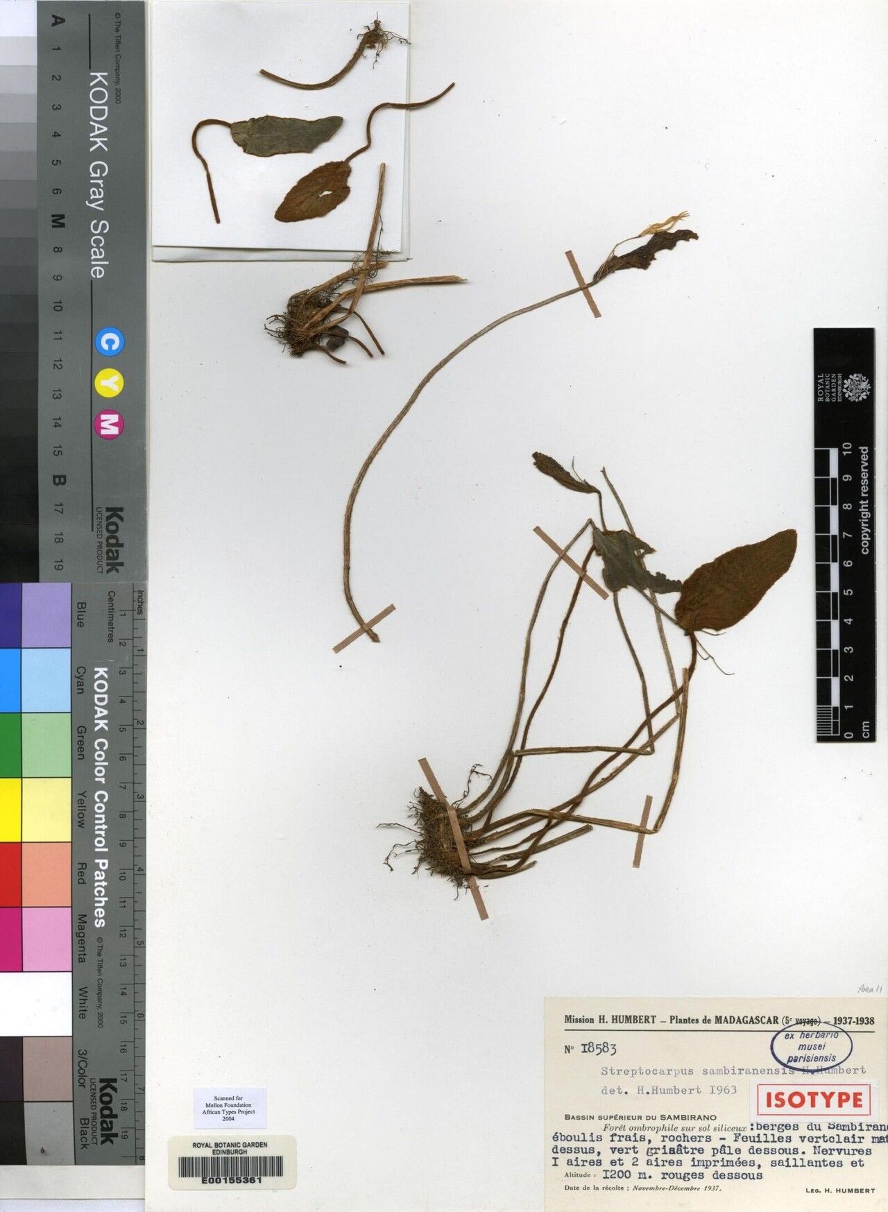 Streptocarpus sambiranensis — search result for 'Streptocarpus'