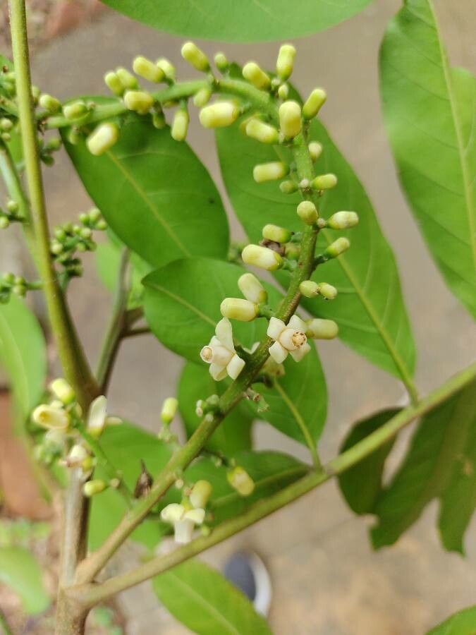 Guarea macrophylla flower