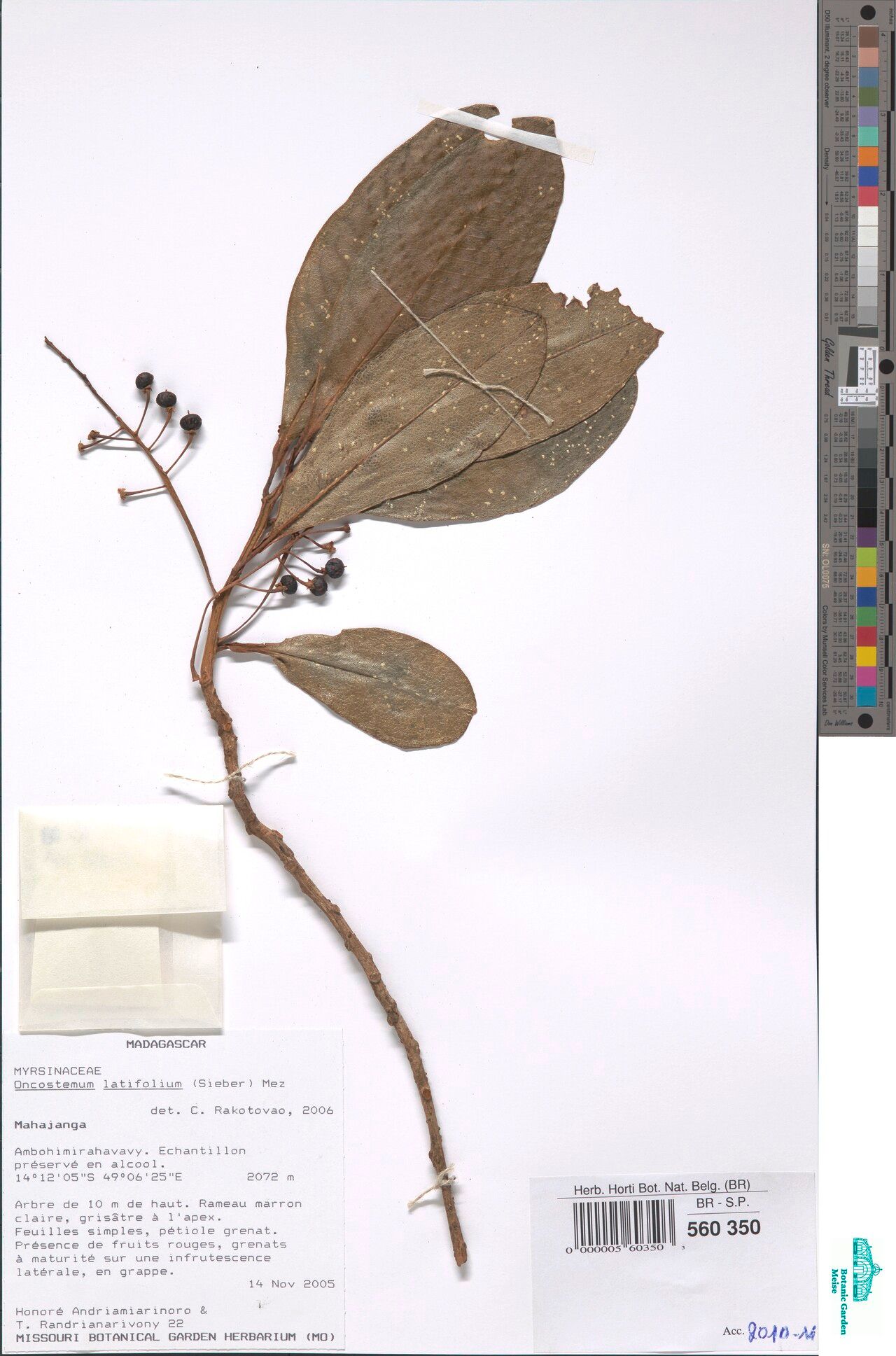 Badula sieberi — houseplant care guide