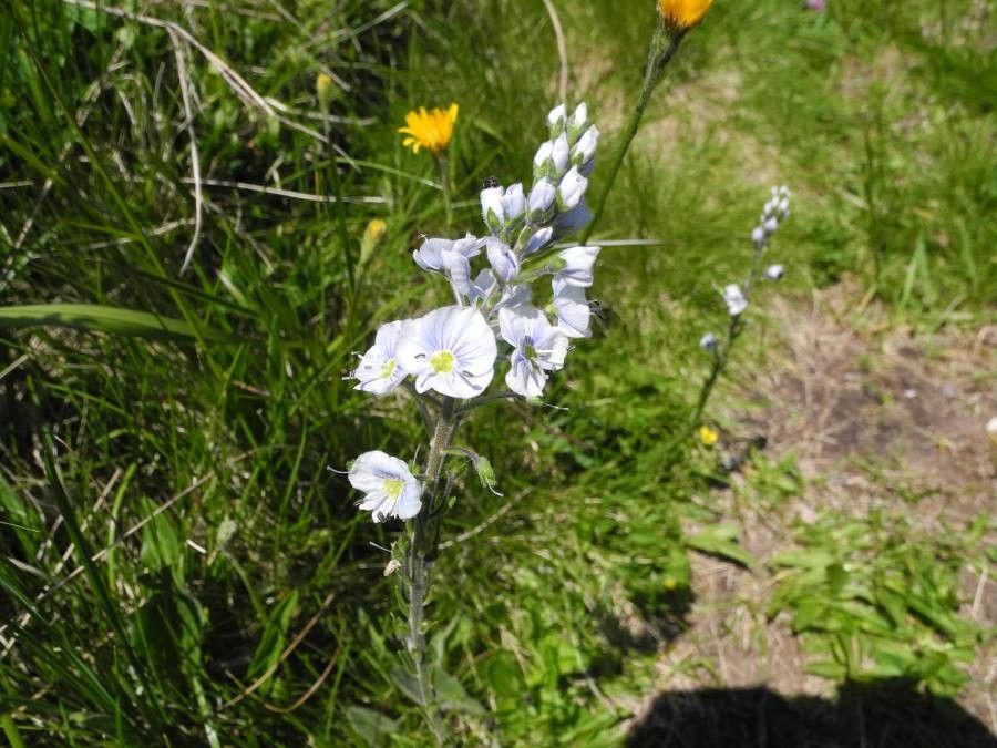 Veronica gentianoides flower