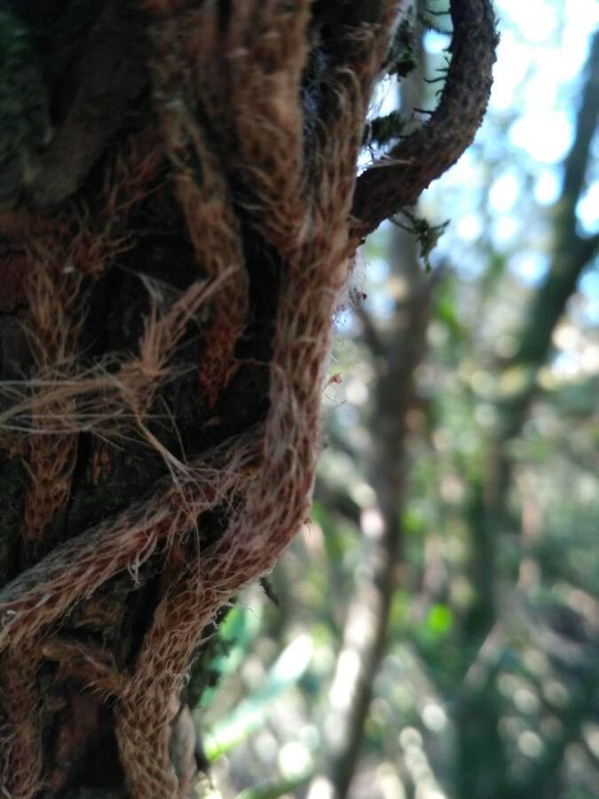 Microgramma squamulosa bark