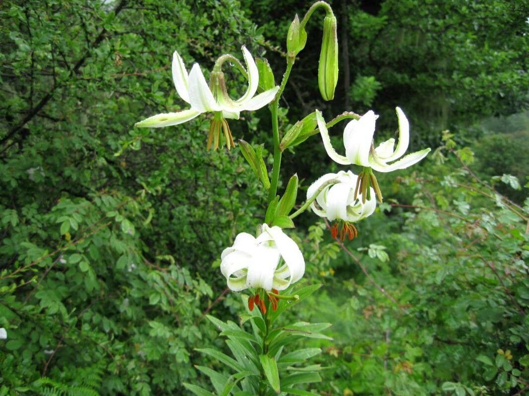 Lilium ledebourii other