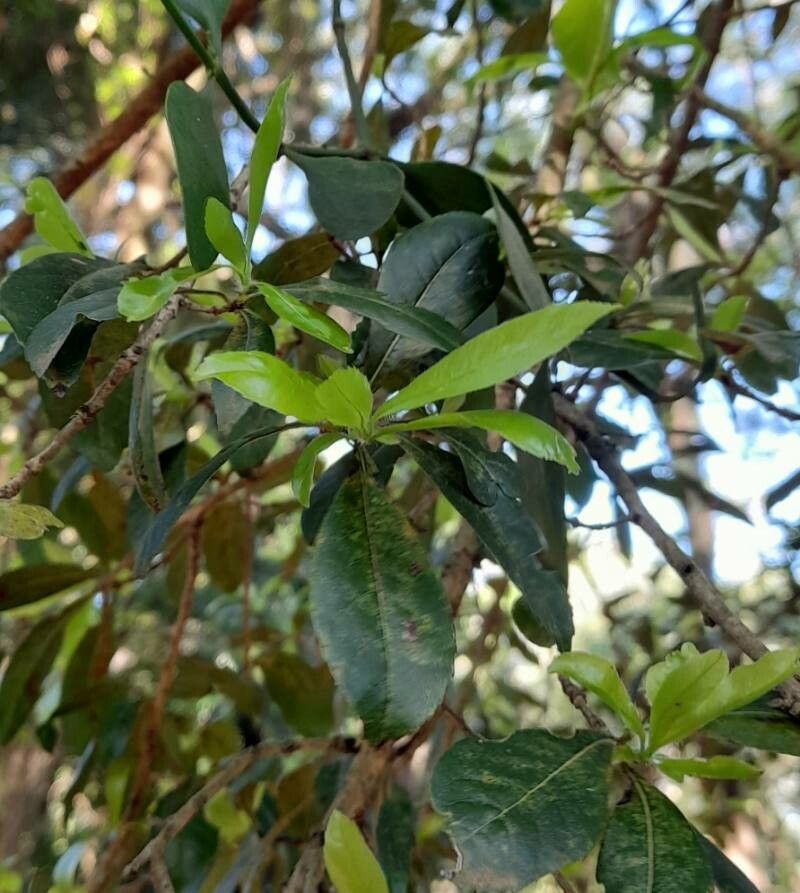 Cordia americana — related species from the same genus