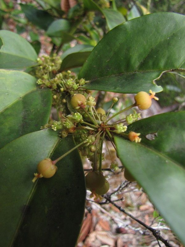 Phyllanthus cherrieri — houseplant care guide