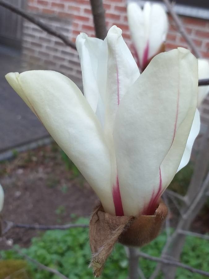 Magnolia cylindrica flower