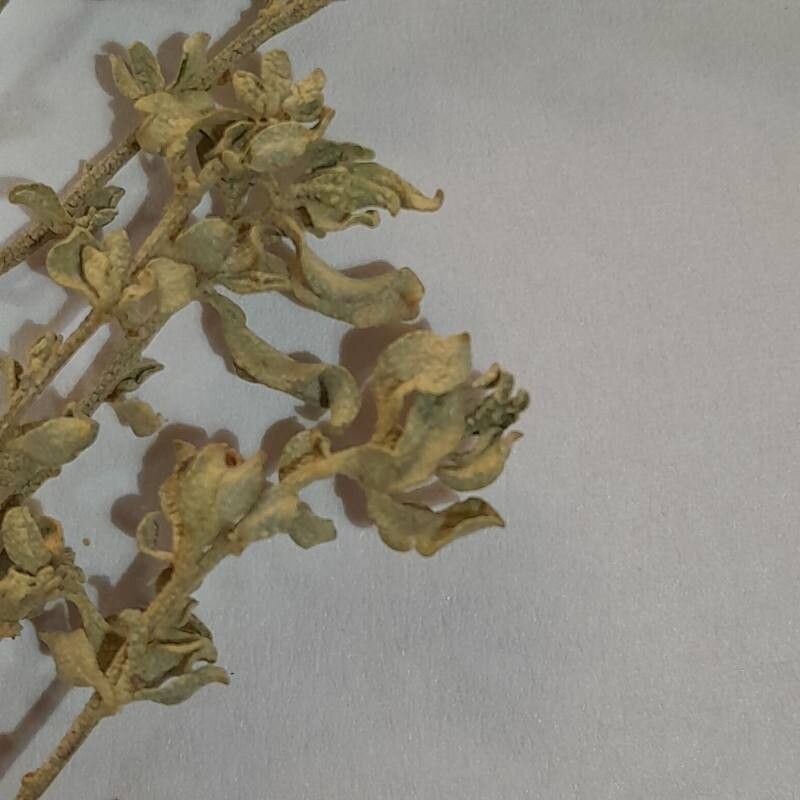 Atriplex sagittifolia — houseplant care guide