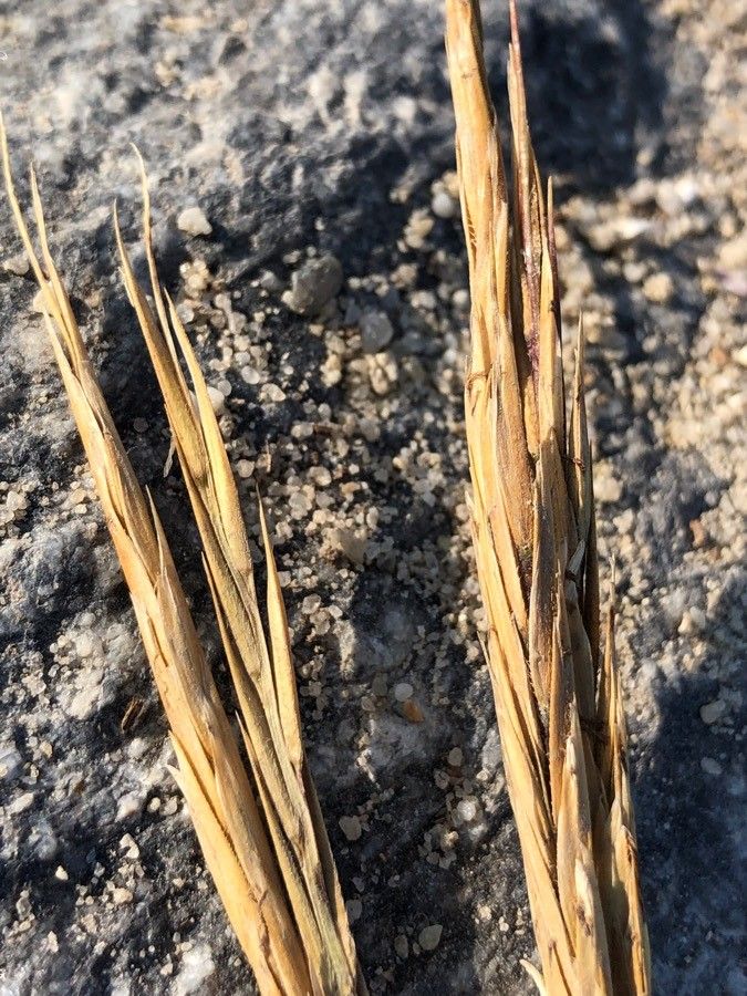 Sporobolus maritimus fruit