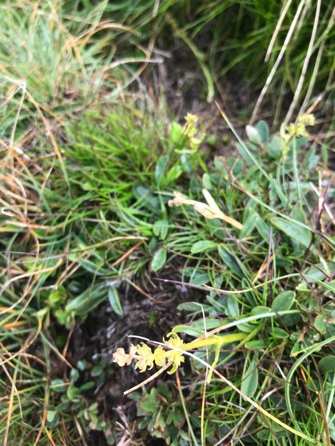 Valeriana celtica flower