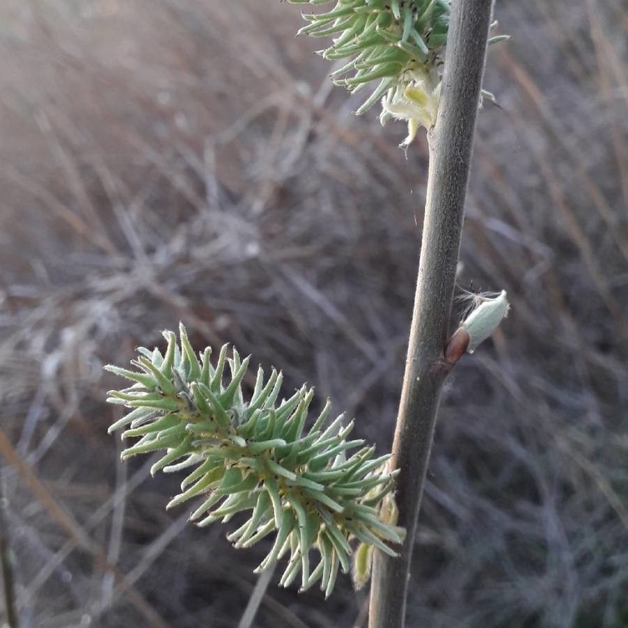 Salix bebbiana flower