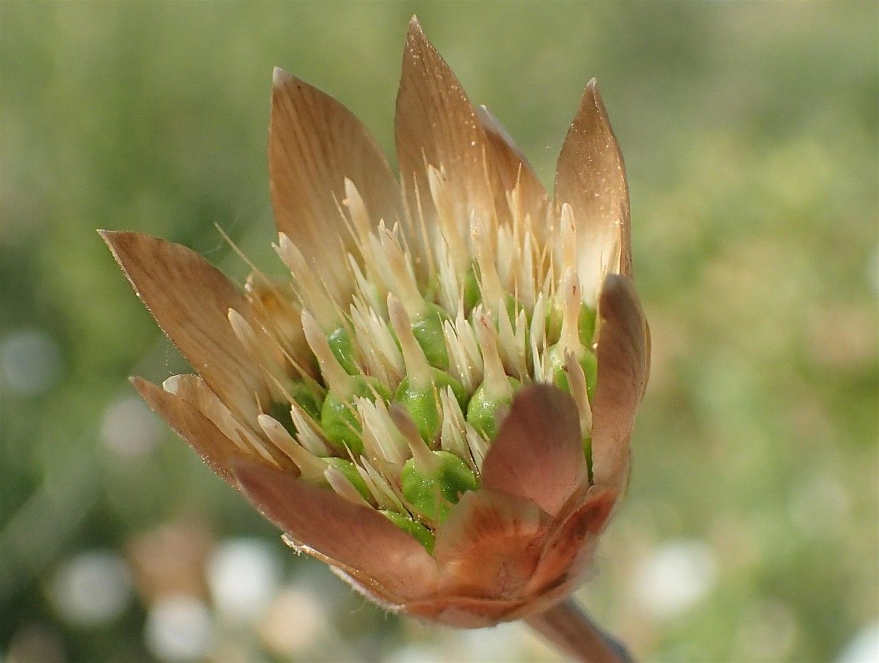 Xeranthemum cylindraceum fruit