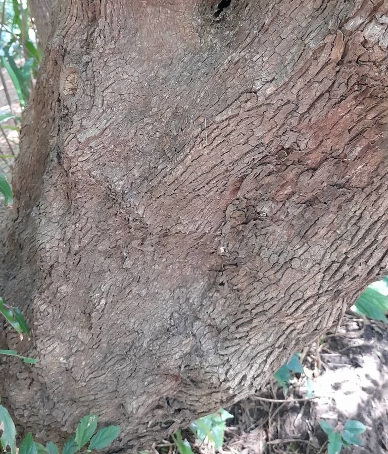 Pouteria salicifolia bark