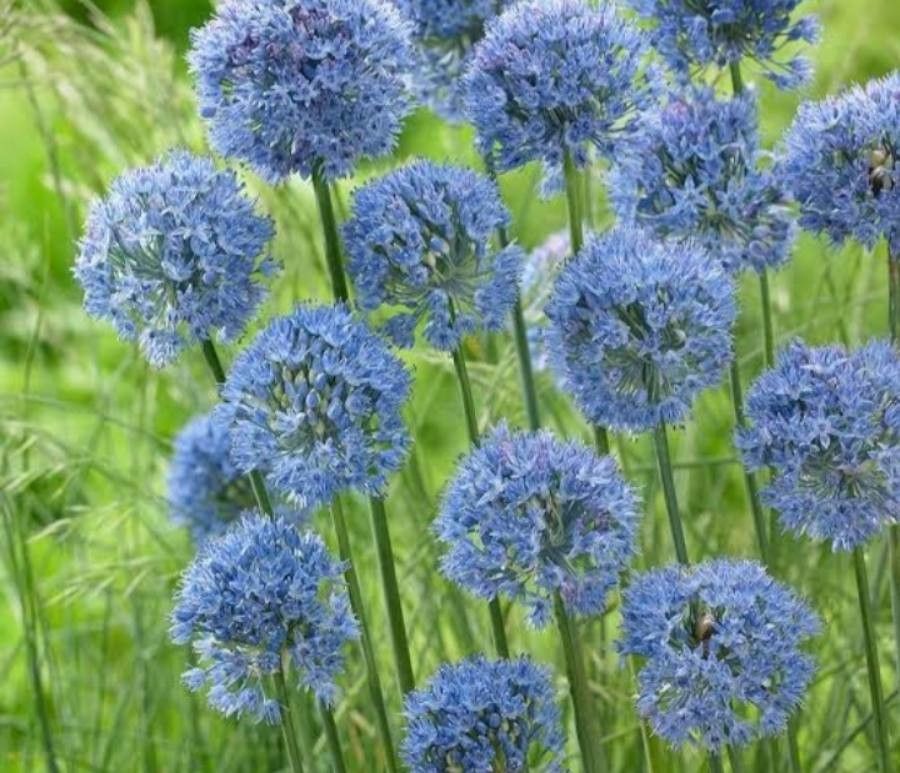 Allium caeruleum flower