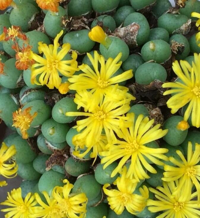 Conophytum meyeri flower