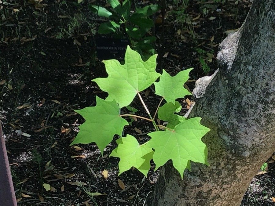 Alangium chinense leaf