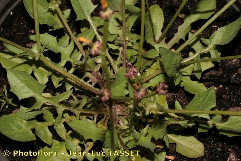 Crepis zacintha habit