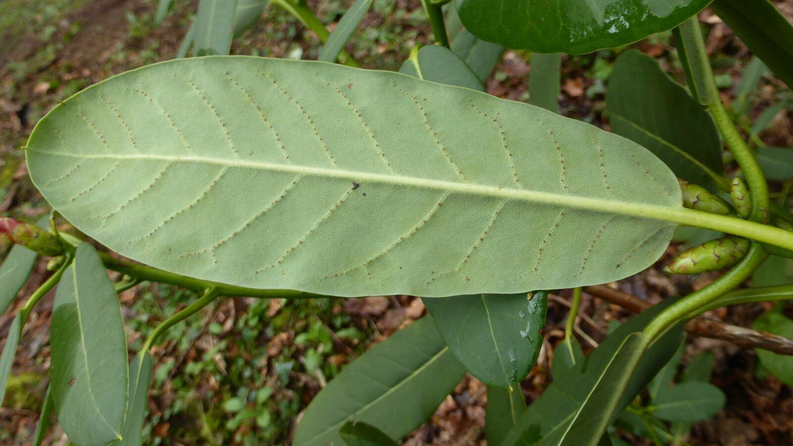 Rhododendron hookeri — houseplant care guide