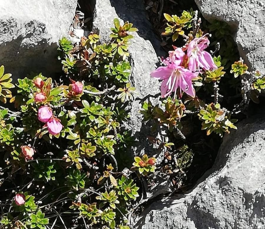 Rhodothamnus chamaecistus flower