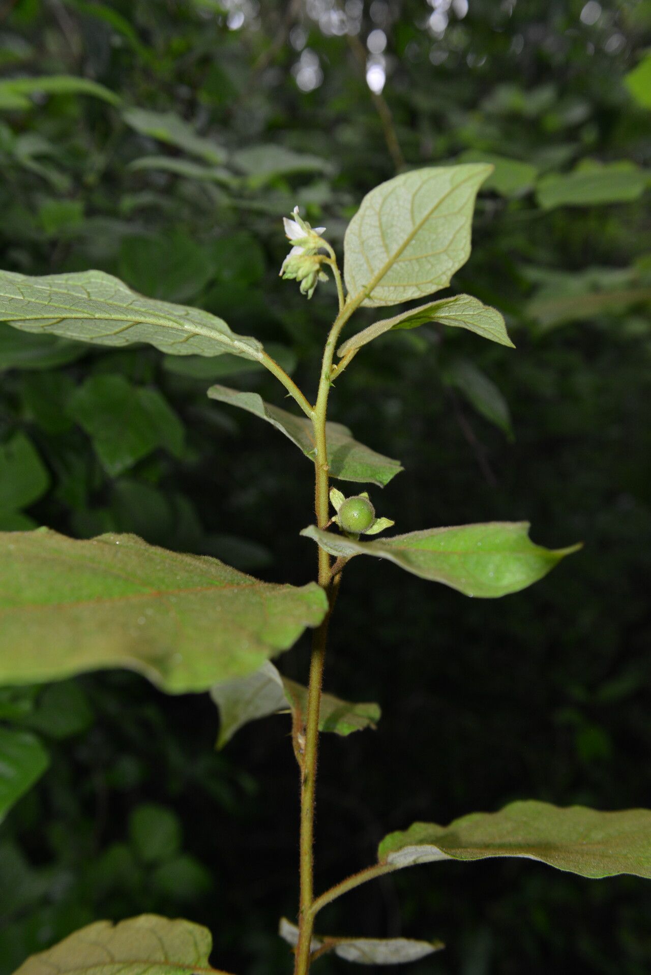 Solanum accrescens fruit