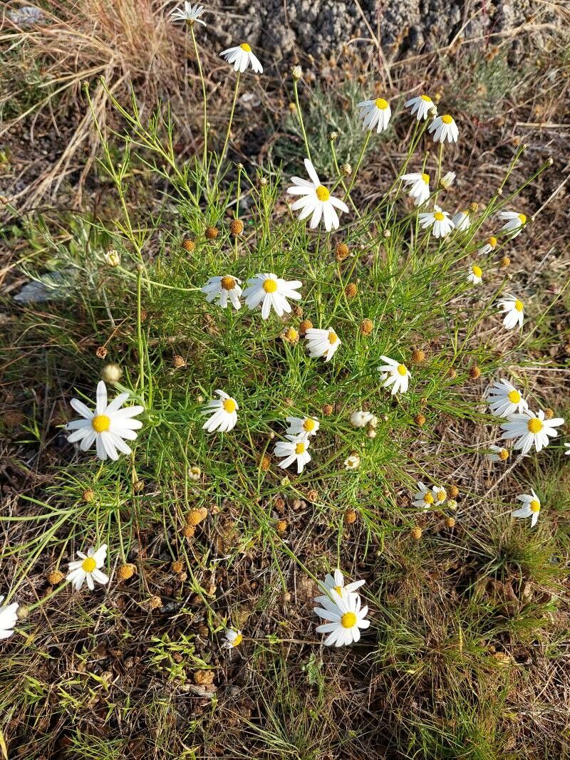 Argyranthemum gracile — search result for 'Argyranthemum'