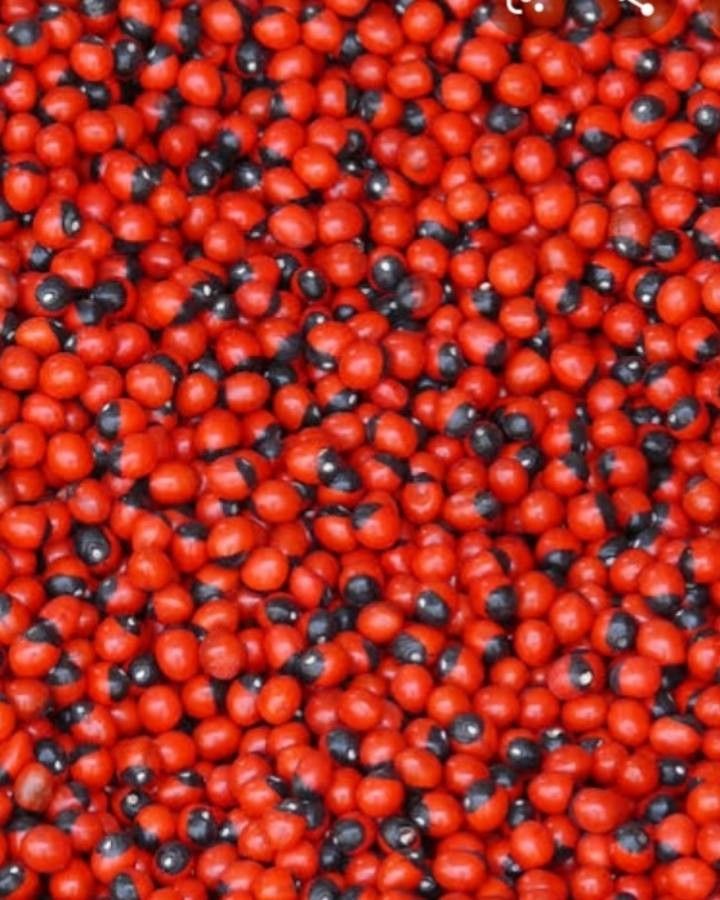 Ormosia coccinea fruit