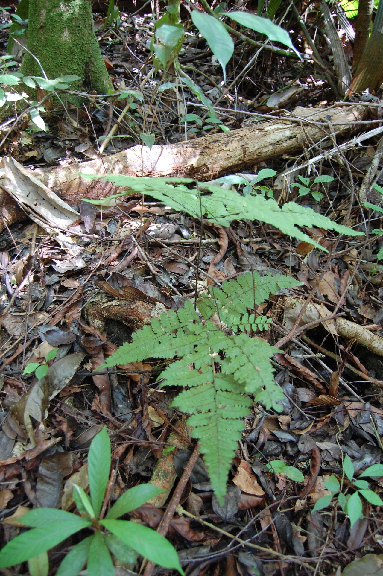 Triplophyllum dicksonioides habit