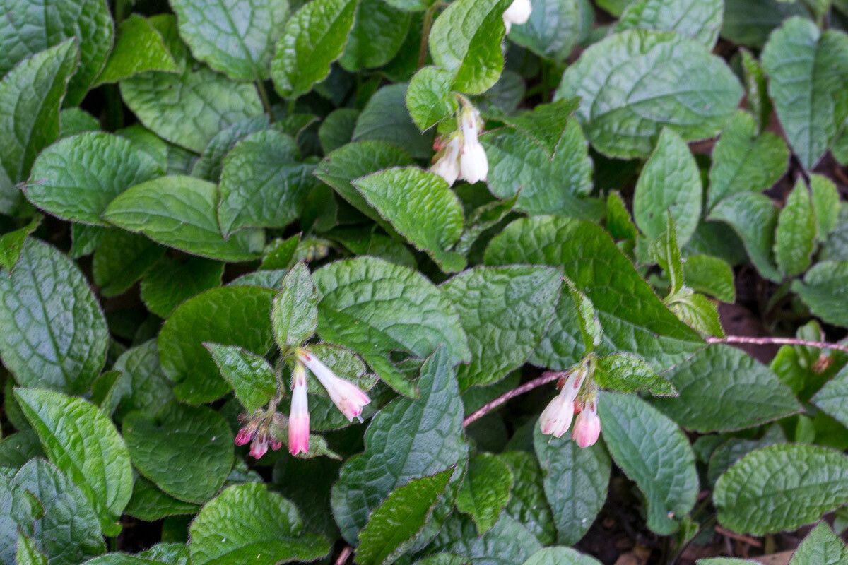 Symphytum grandiflorum flower