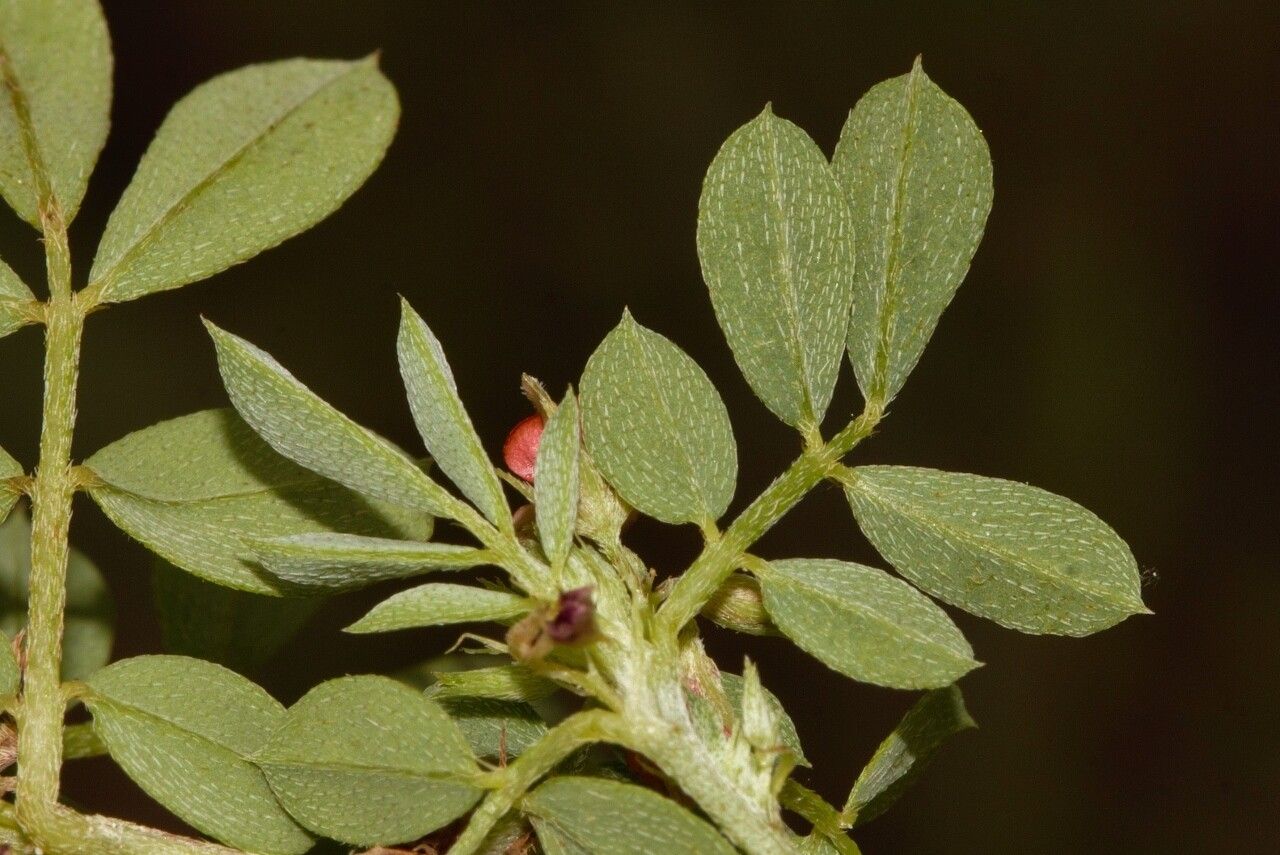 Indigofera demissa — search result for 'Indigofera'