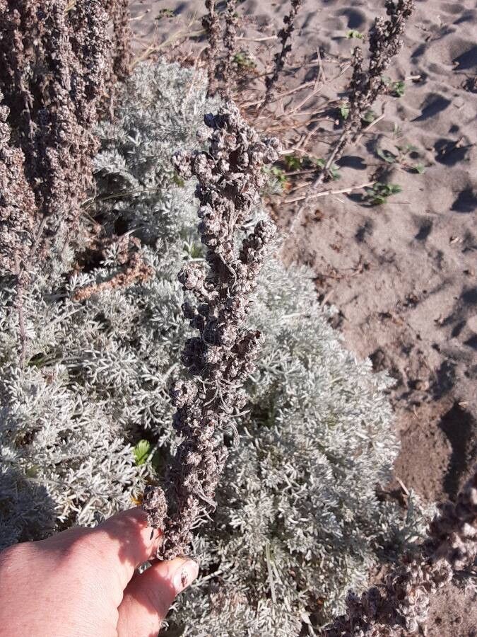 Artemisia pycnocephala flower