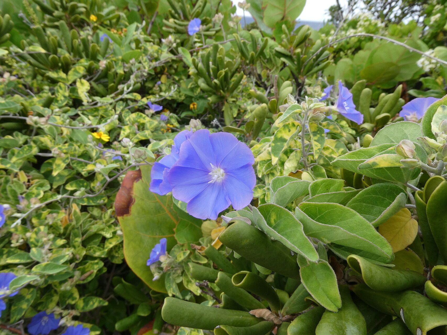 Jacquemontia cumanensis habit