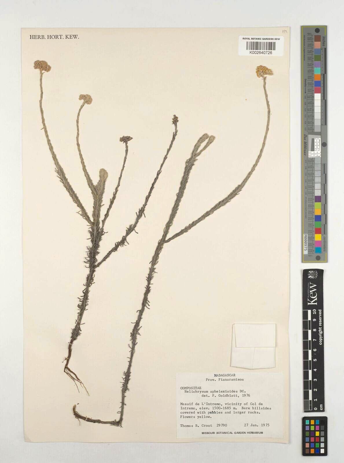 Helichrysum aphelexioides — houseplant care guide