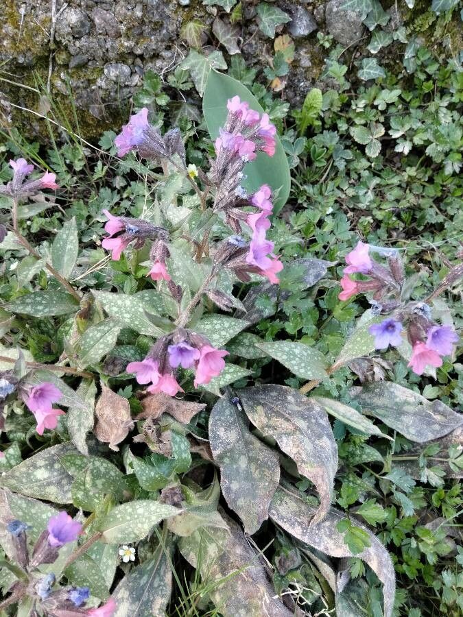 Pulmonaria hirta — search result for 'Pulmonaria'