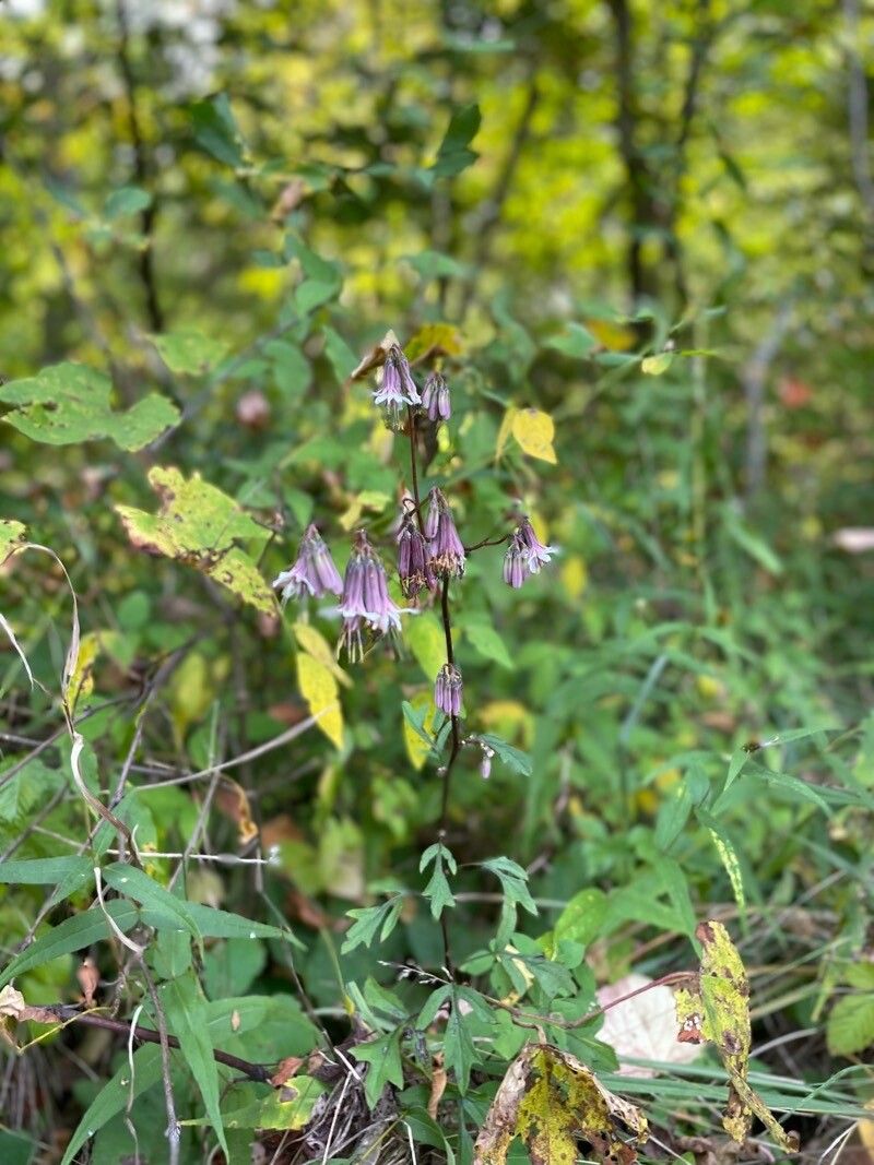 Aquilegia brevistyla — search result for 'Aquilegia'