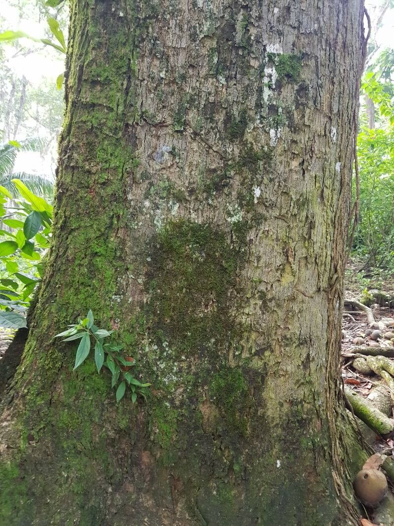 Couroupita nicaraguarensis bark