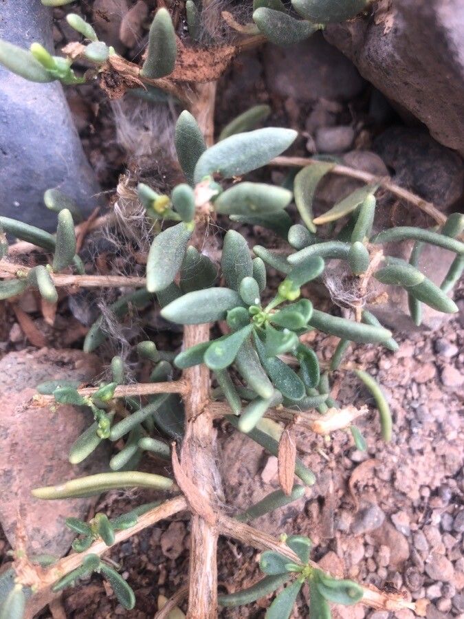 Lycium intricatum — search result for 'Saudi Arabia'