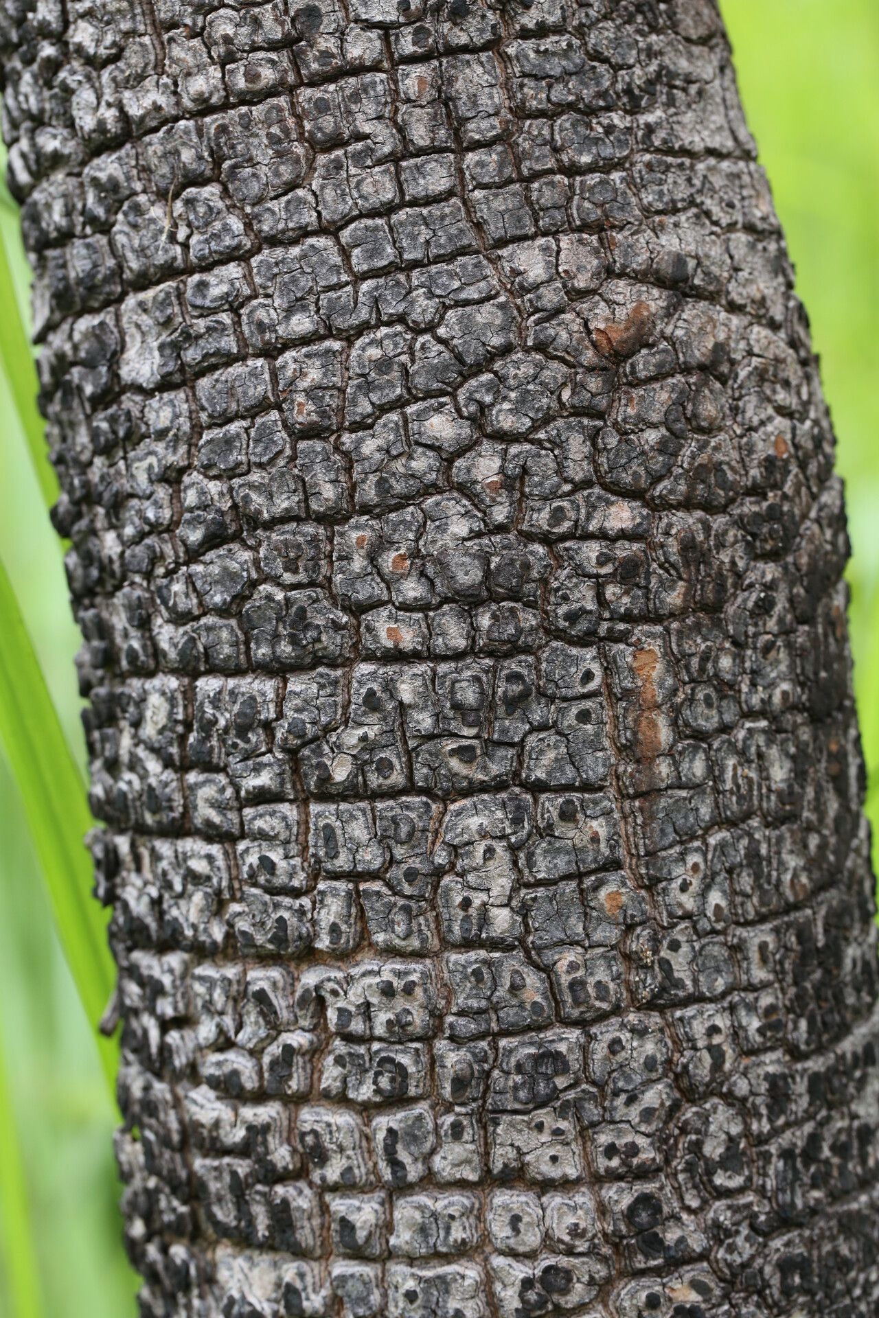 Ekebergia benguelensis bark