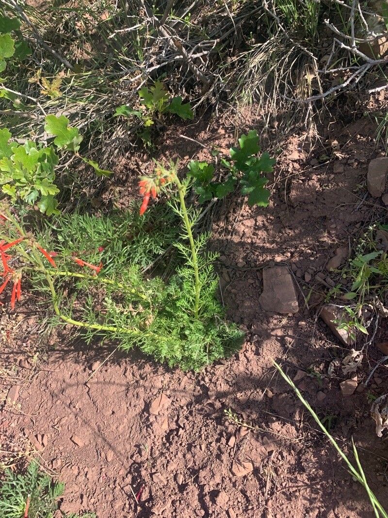 Ipomopsis tenuituba — search result for 'Phlox'